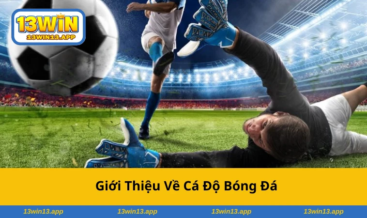 Đặt cược bóng đá trực tuyến với nhiều kèo hấp dẫn và dễ hiểu